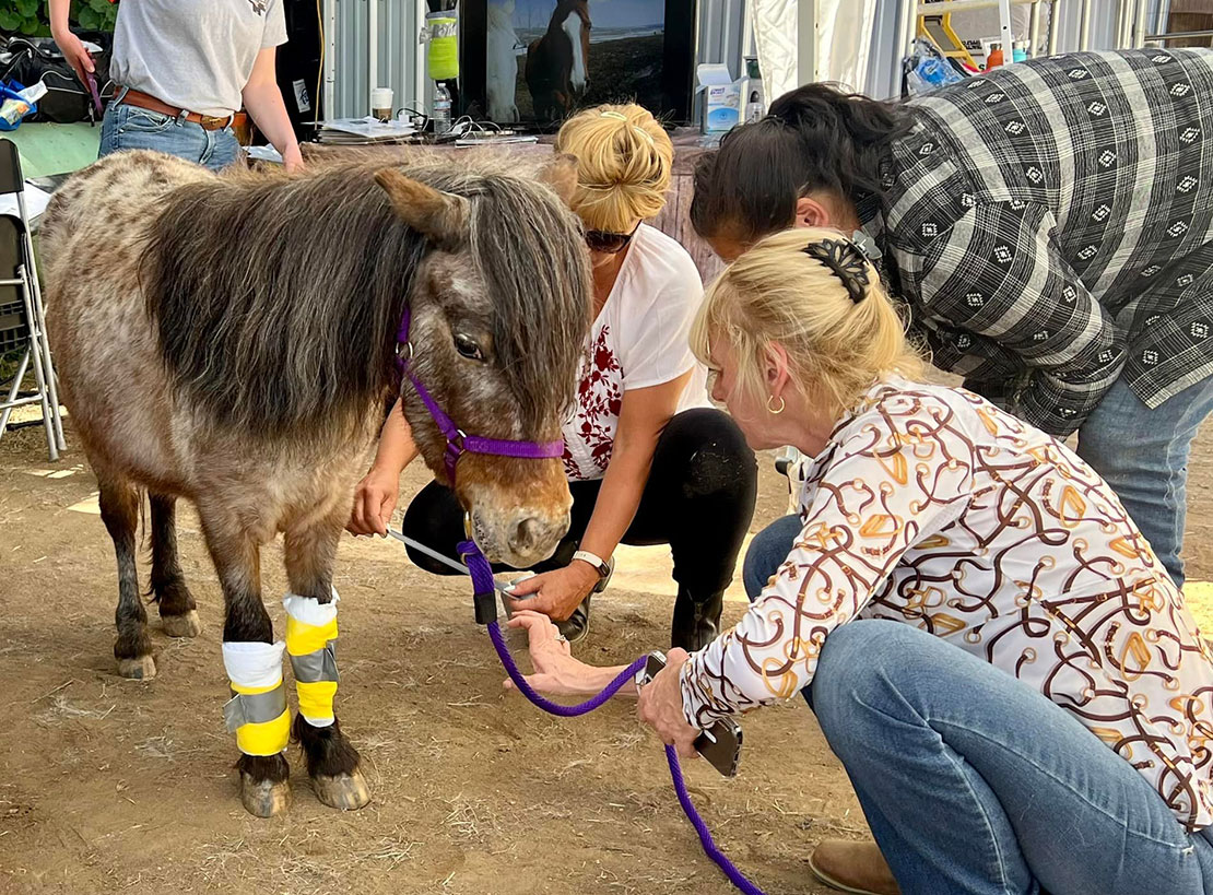 horse with bandage