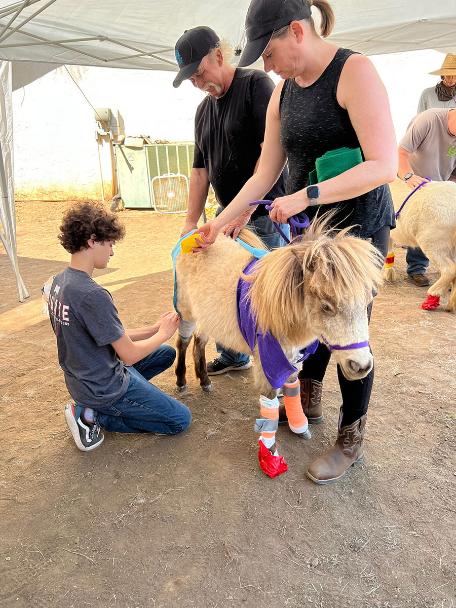 horse being bandaged